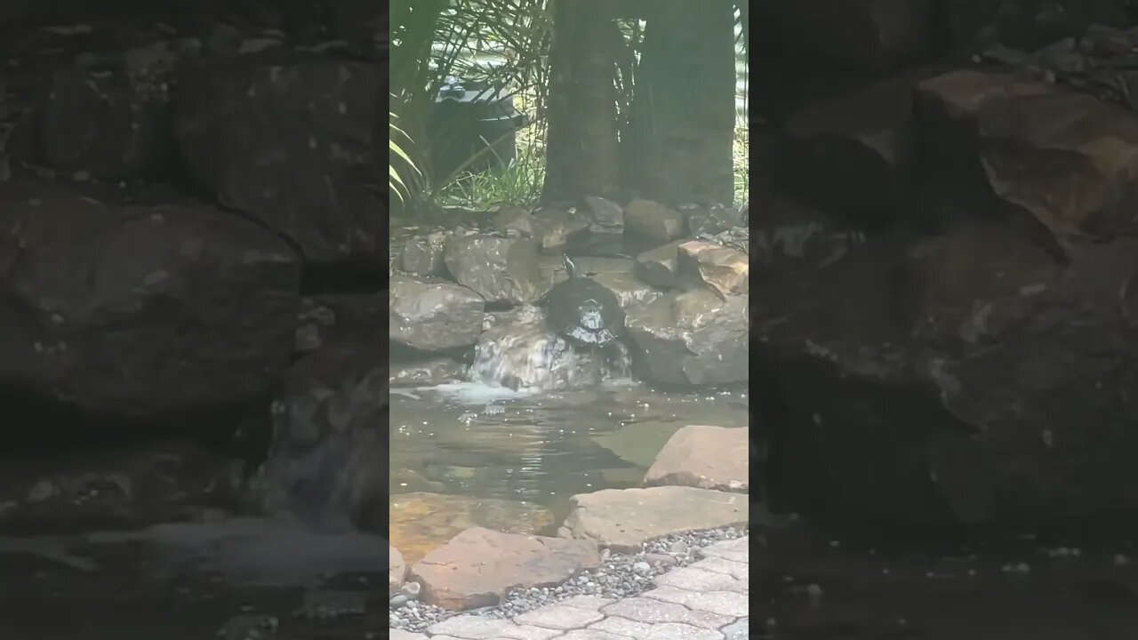 Turtle vs Waterfall #turtle #turtlepond #waterfalls #shorts #ponds #turtles
