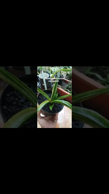 sansevieria#shorts #shortsvideo