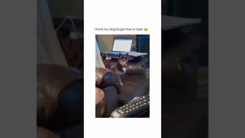 LOL Dog FoRGot How To BaRk 😹😹😹 #subscribe #shorts #viral #youtubeshorts #reels #music
