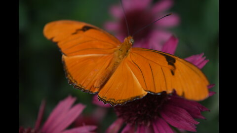 Photography - Beautiful butterflies