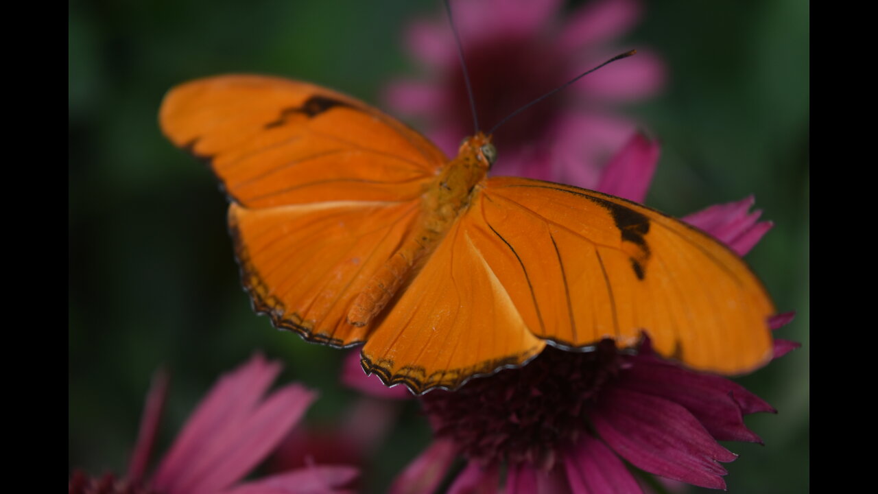 Photography - Beautiful butterflies