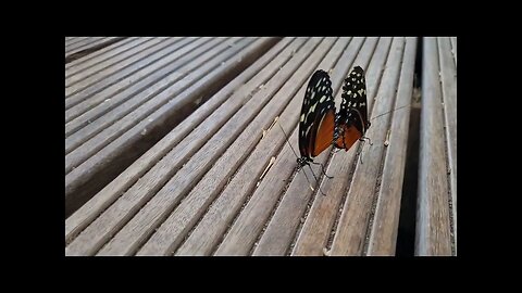 Klein Costa Rica impressie impression 2022 Deel 3