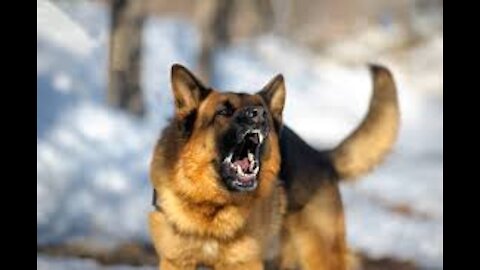 TOP 10 dog barking videos barking sound