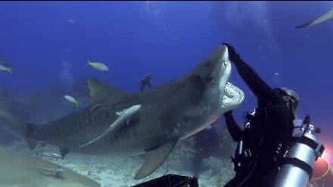 Visite chez le dentiste... pour ce requin!