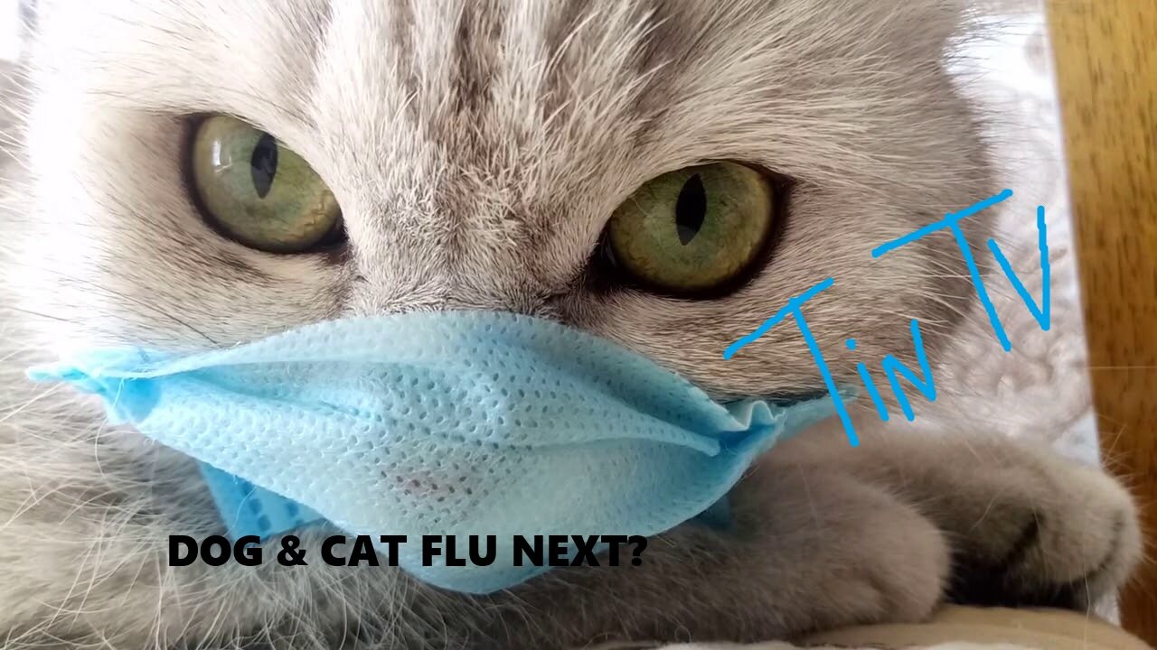 CAT & DOG FLU NEXT????