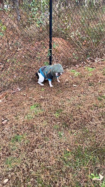 Deaf frenchie goes blind