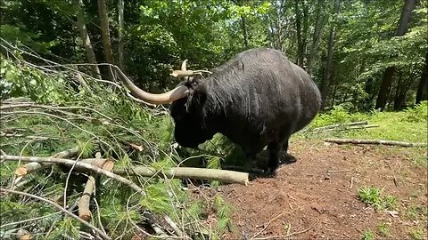 Do cows make for good lawn care?