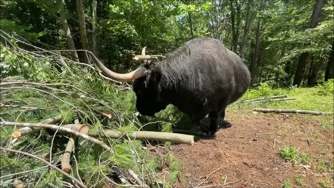 Do cows make for good lawn care?