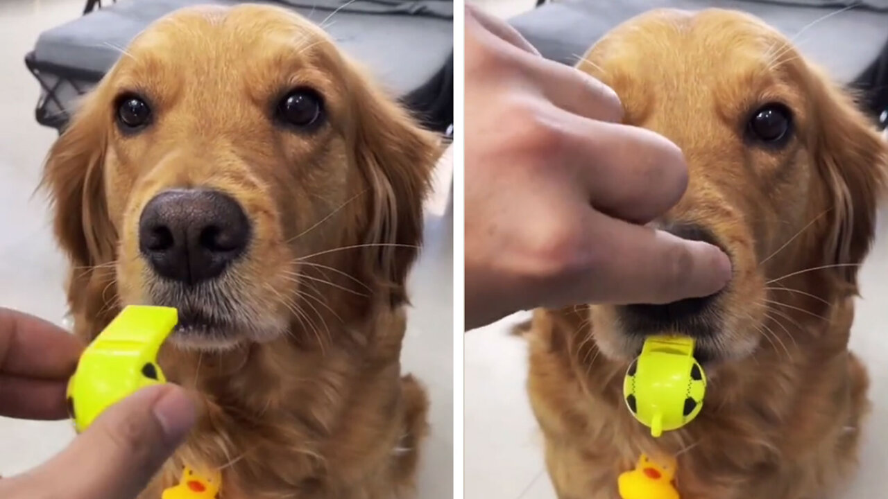 That's how a dog learns to blow a whistle!