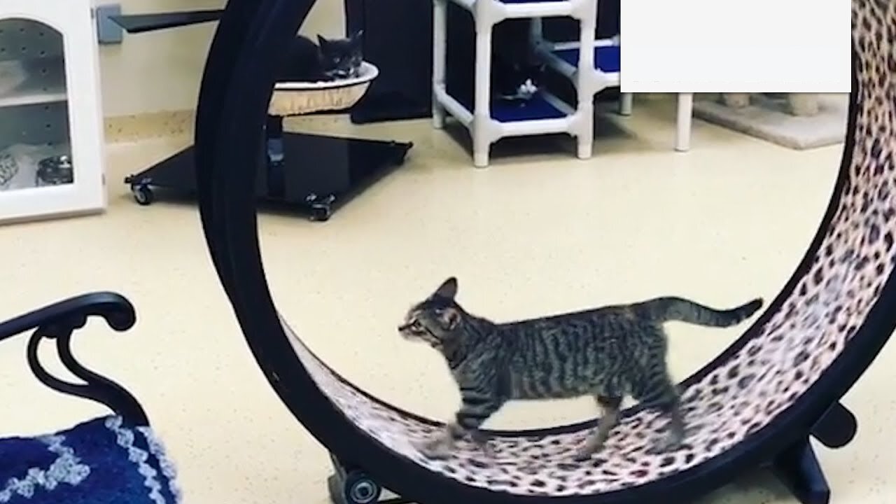 Exercise Wheel For Cats