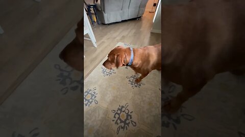 My Fox Red Lab loves back massages! His face says it all. Does you dog enjoy them too?