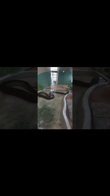 A big snake in the water 😉