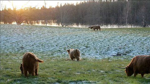 Moving Cattle To Fresh Pasture | November, -4°