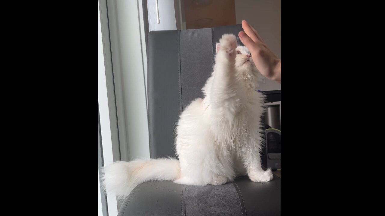 Cute Cat Practicing Tricks - Watch his Adorable high five