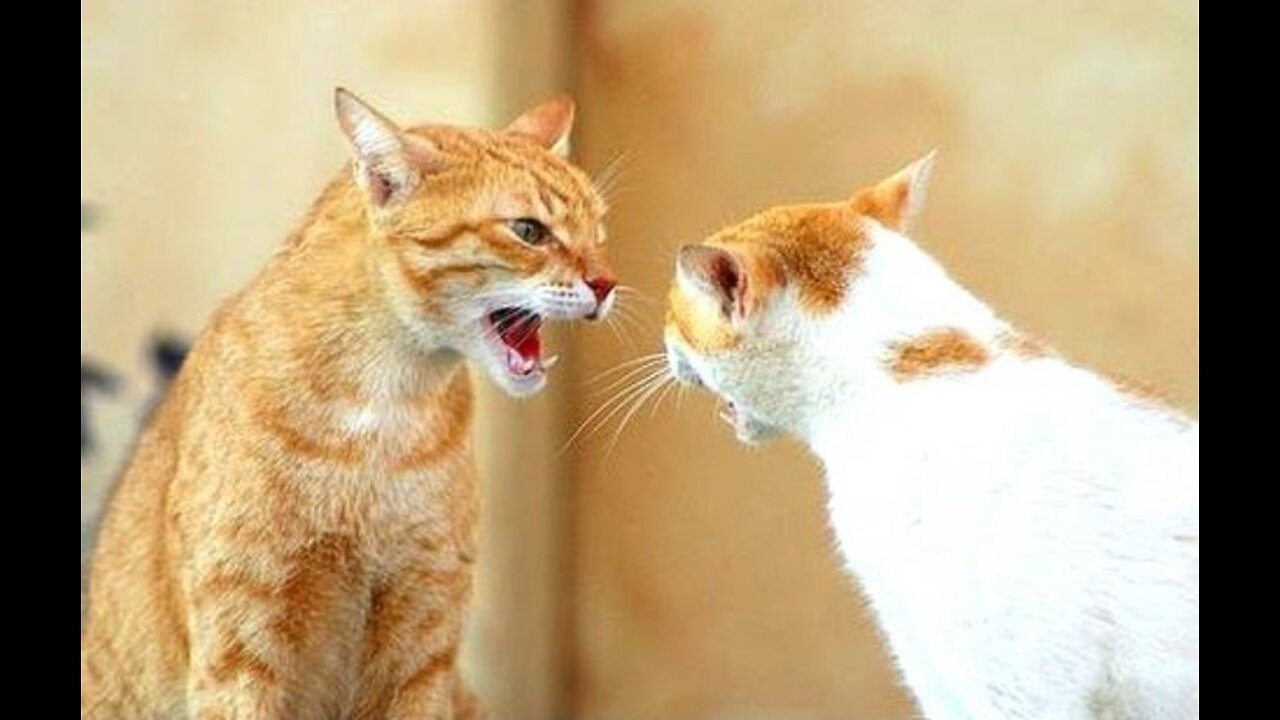 Funny Cats Arguing - Cats Talking To Each Other Compilation || NEW HD