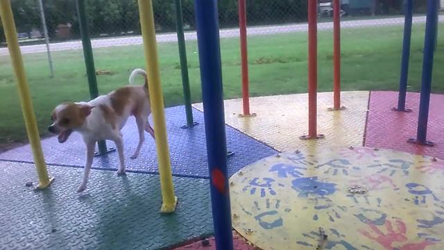 "Chihuahua versus Merry Go Round"