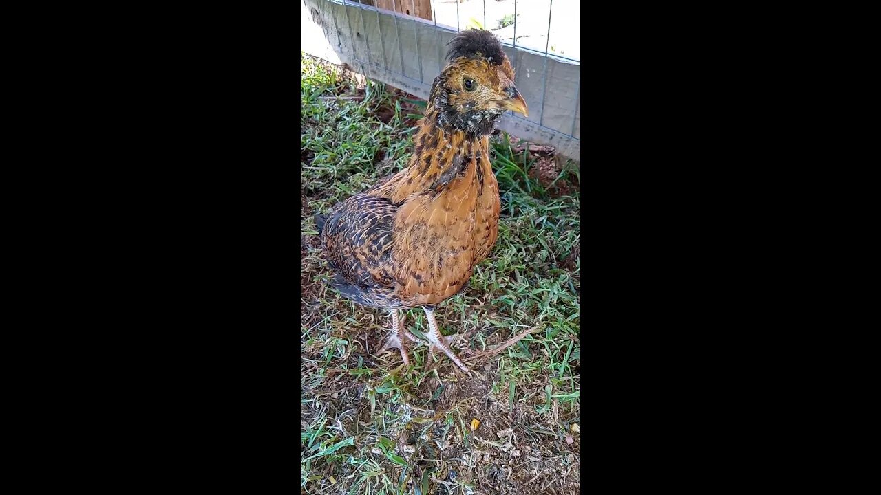 5 weeks old Exotic Mystery Chicks