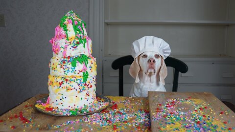 Cake Decorating 101 with Funny Dog