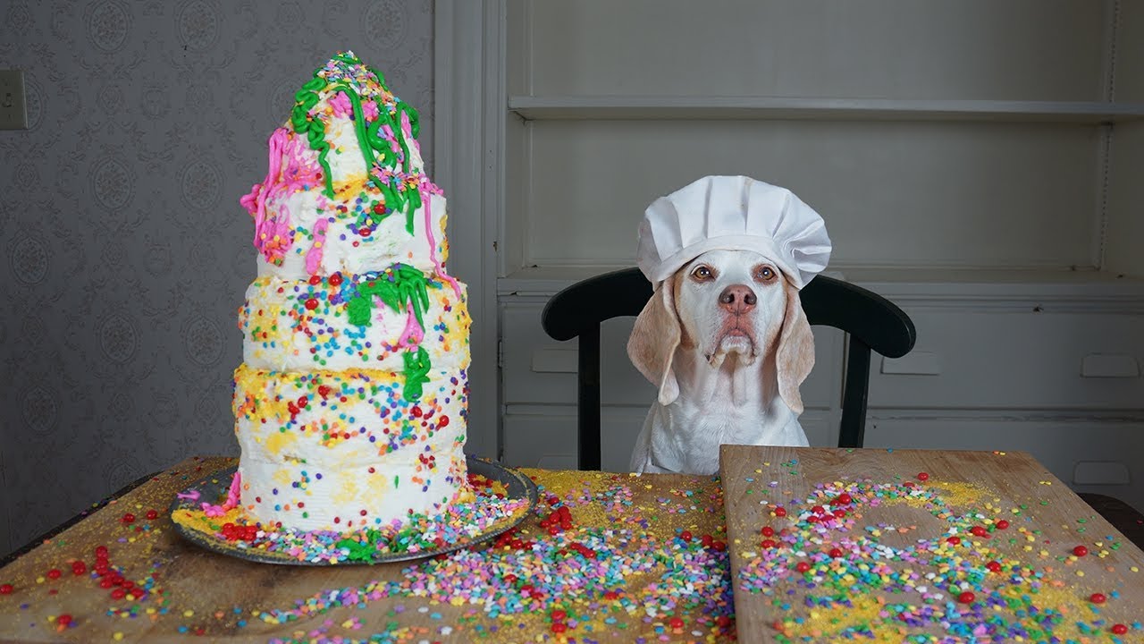 Cake Decorating 101 with Funny Dog