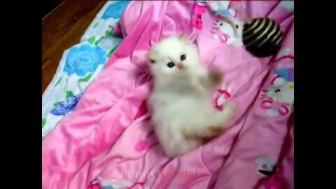 So many cute kittens videos compilation