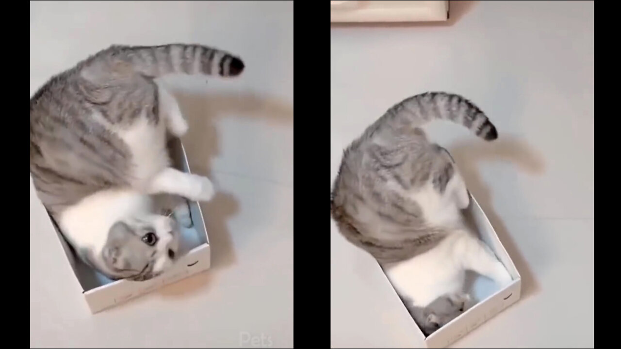 Top Funny Cat 14 Playing in box