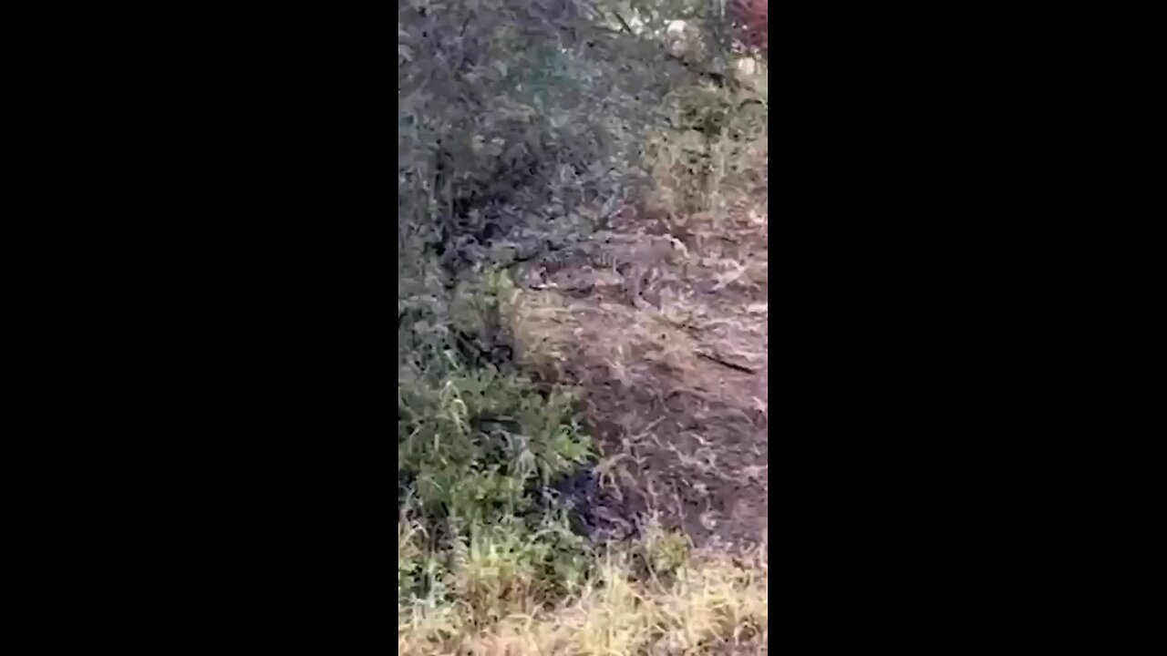 Leopard Nails Unsuspecting Impala