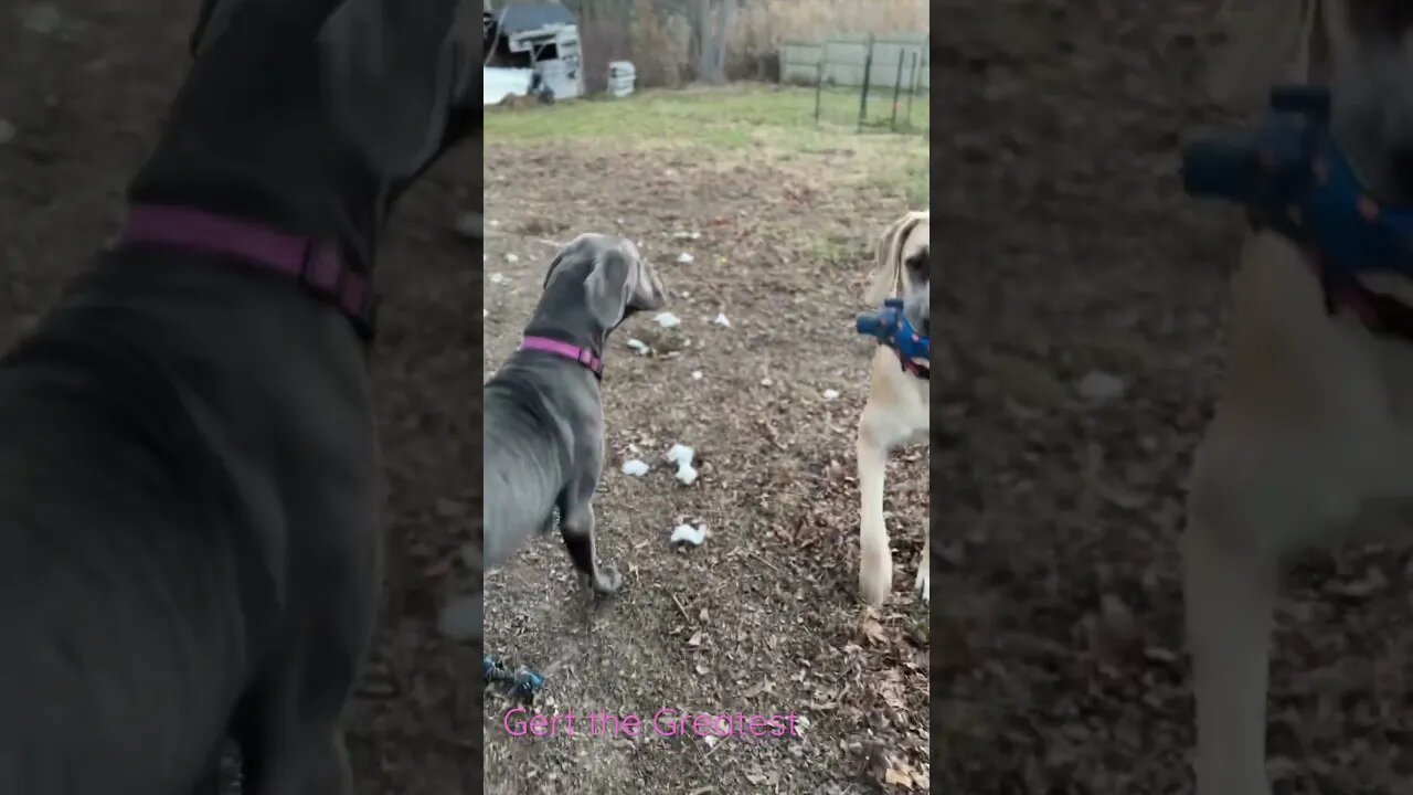 Good morning 🌞😃☀️ #shorts #dogs #love #shortsvideo #dog #kids #goodmorning #greatdane