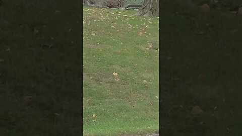 try to find birds #shorts