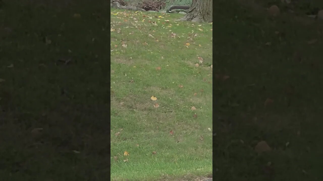 try to find birds #shorts