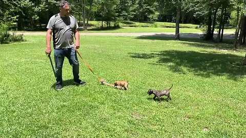 Two males from Frankie-Bomp x Komodo at 7 wks