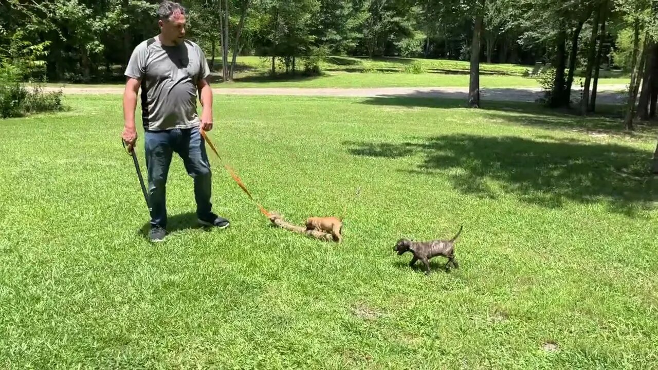 Two males from Frankie-Bomp x Komodo at 7 wks