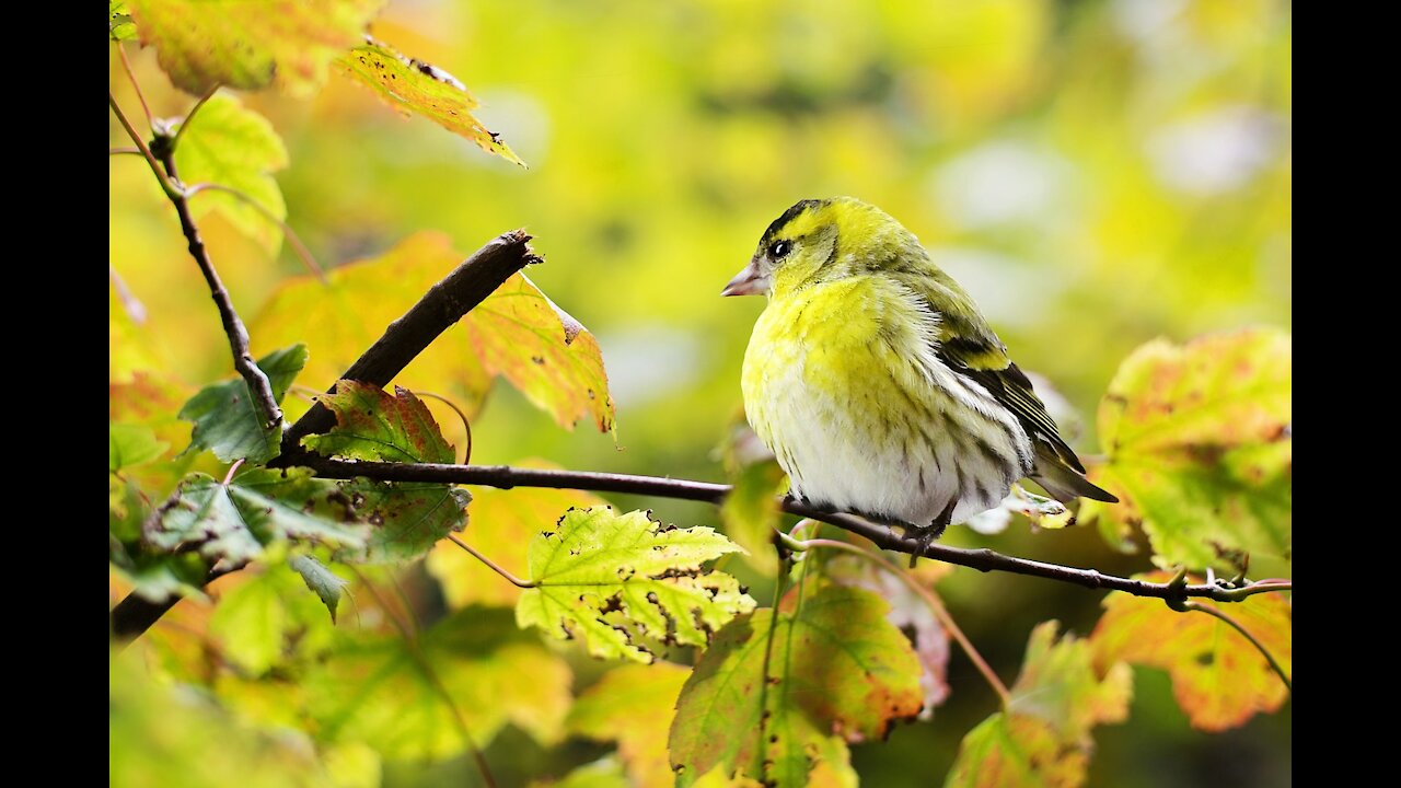 A beautiful yellow bird singing over the branches