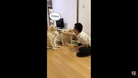 💗LAUGHING SO HARD Funny Dog Videos💗