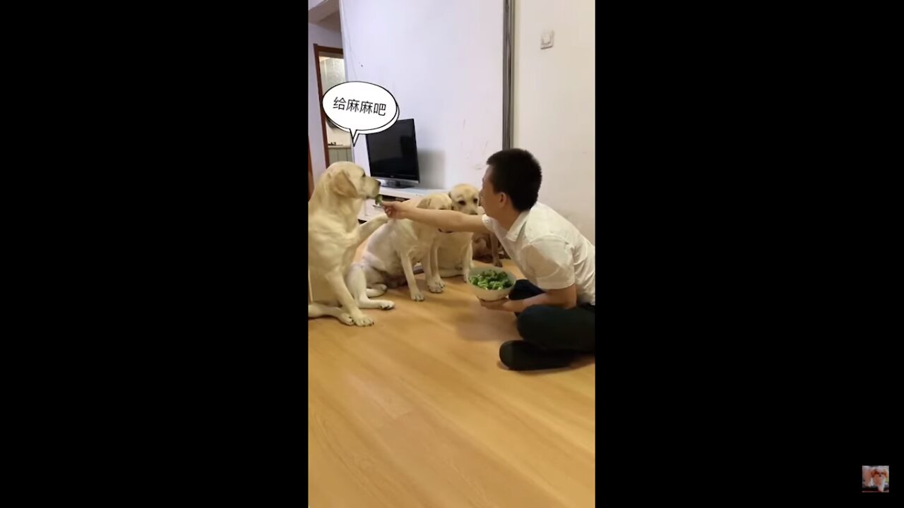 đź’—LAUGHING SO HARD Funny Dog Videosđź’—
