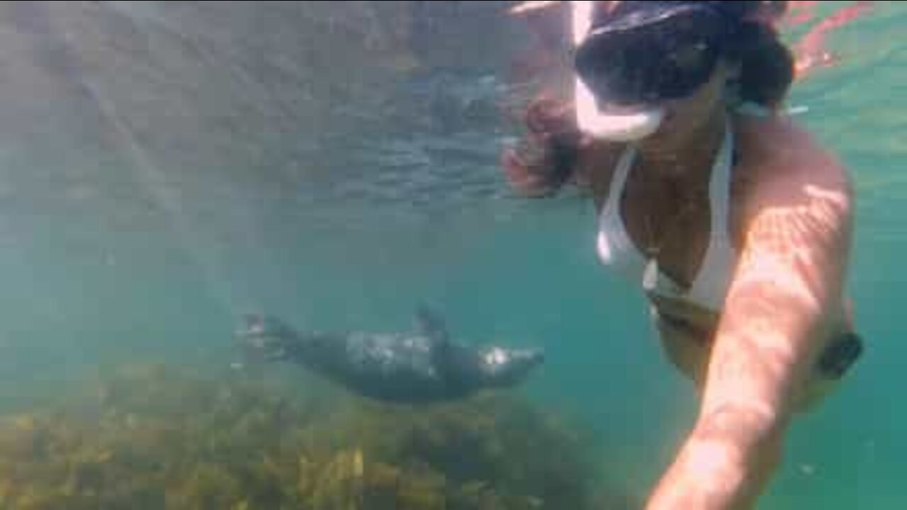 Foca brinca com mergulhadora no Reino Unido