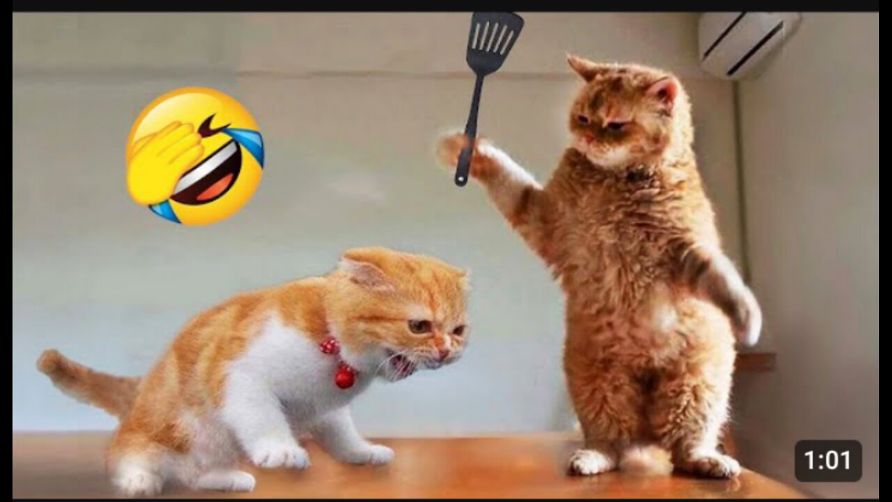 Cat funny video😂😂