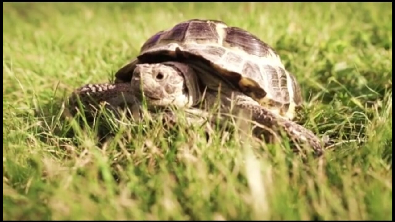 turtle-crawling-in-green-grass_bjm3voqtb