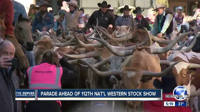 Herd of Longhorn cattle invades downtown Denver during National Western Stock Show Parade