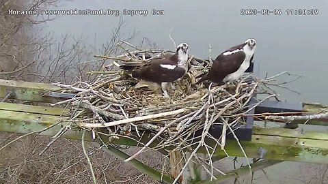 Ospreys nest is coming along at the Moraine State Park Osprey platform 34/6/2023