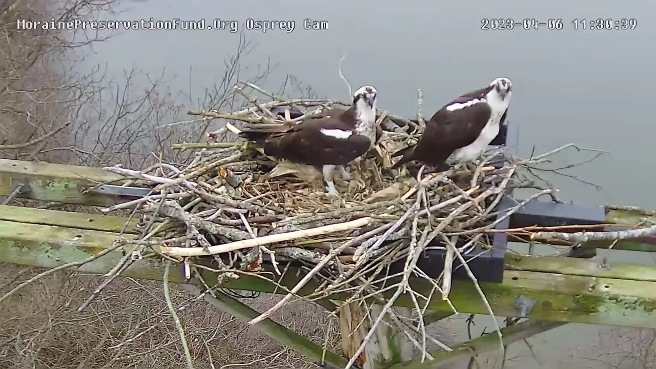 Ospreys nest is coming along at the Moraine State Park Osprey platform 34/6/2023