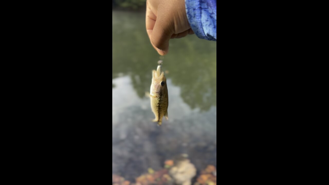 Baby bass