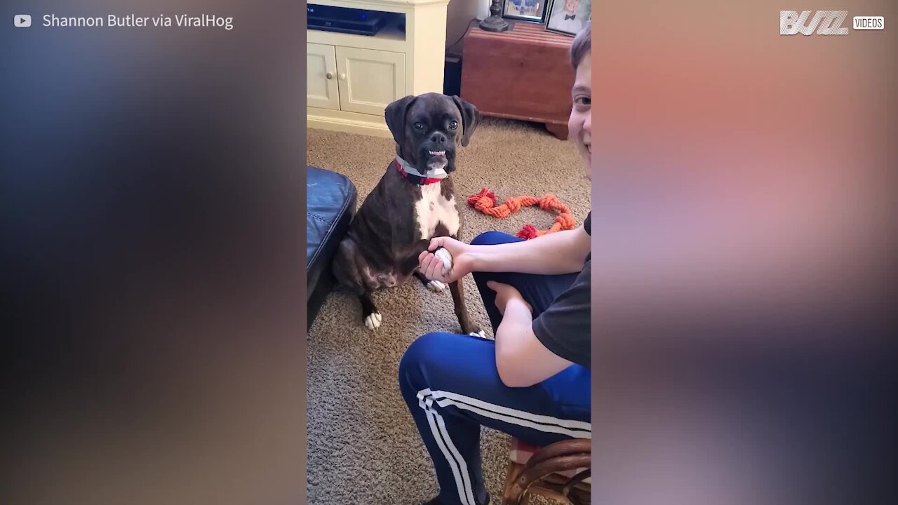 Dog smiles while giving a handshake