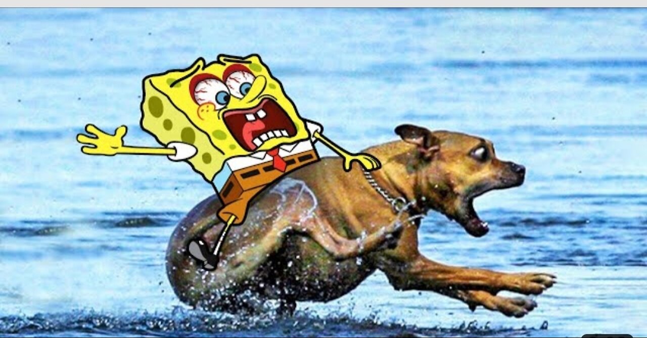 Some crazy animals