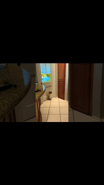 He should lose weight 😅😂😂 #shorts #pugs #puglife #puppylove