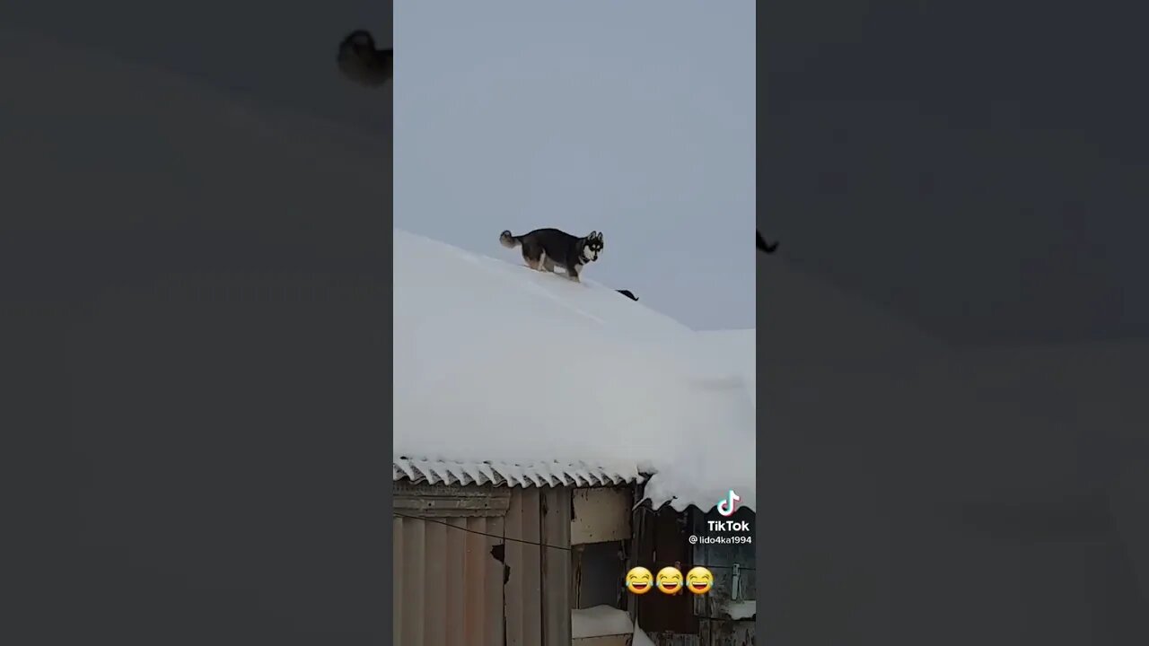 #shortsvideo #ебануте