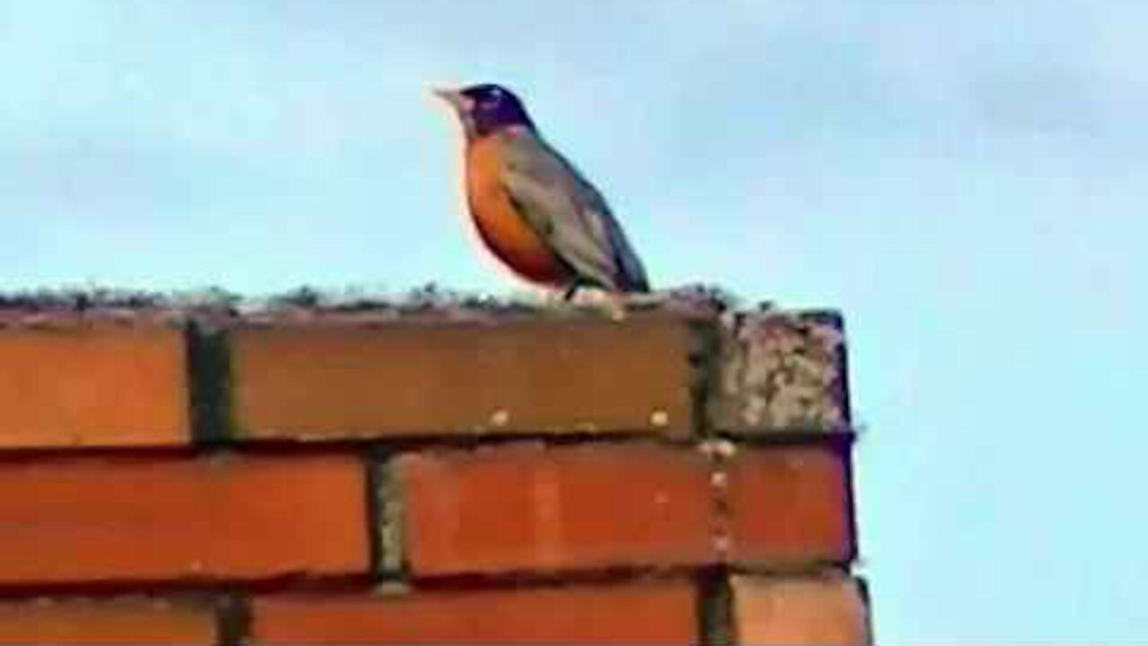 IECV NV #99 - 👀 American Robin, A Starling, And A Squirrel 5-31-2015