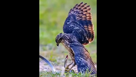 Falcon Vs Snake | Can the Snake survive? 🦅🐍