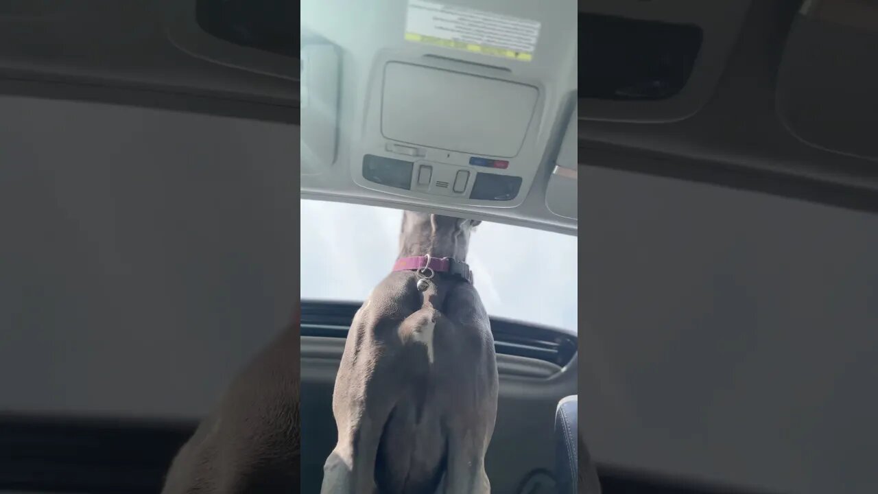 Edith listens to me sing(badly)🤣🤣💕 #shortsvideo #dog #doglover #dogs #funny #cars #animal #like