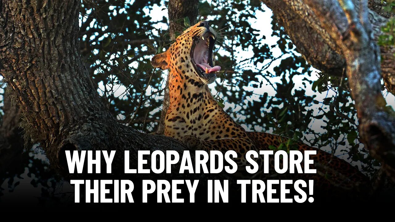 The Untold Reason Why Leopards Hang Their Prey in Trees!