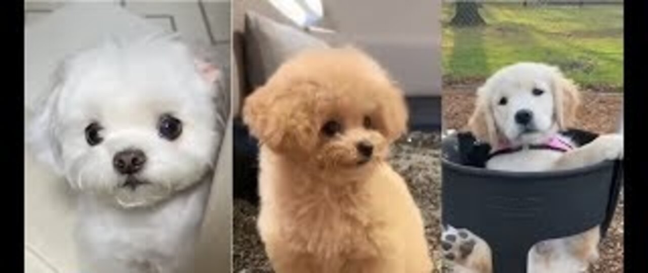 Vídeo de compilación de cachorros divertidos y lindos